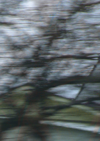 Kobi - Live In Japan