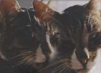 Various Artists - Catzenjammer : TibProd Collection CD3